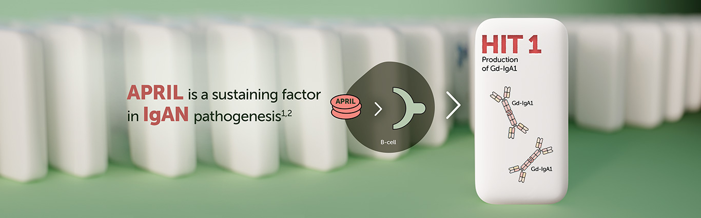APRIL is a sustaining factor in the 4-hit process advancing IgAN disease progression